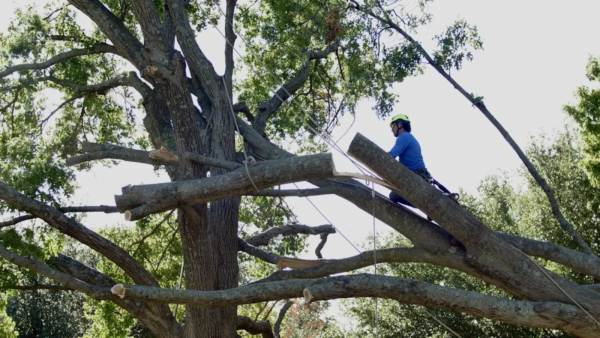 Professional Crown Thinning performed by certified arborists in Plymouth